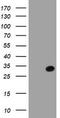 Serine Dehydratase Like antibody, TA504011, Origene, Western Blot image 