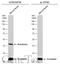 T antibody, GTX133714, GeneTex, Western Blot image 