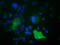 Rho GTPase Activating Protein 25 antibody, M12463, Boster Biological Technology, Immunofluorescence image 