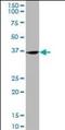 Fizzy And Cell Division Cycle 20 Related 1 antibody, orb95067, Biorbyt, Western Blot image 