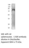 Sialic Acid Binding Ig Like Lectin 10 antibody, MBS540575, MyBioSource, Western Blot image 