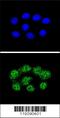 MutS Homolog 2 antibody, 55-920, ProSci, Immunofluorescence image 