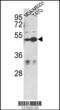 Centrosomal Protein 55 antibody, 63-532, ProSci, Western Blot image 