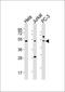 Lysine Rich Coiled-Coil 1 antibody, orb2972, Biorbyt, Western Blot image 