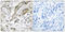 Transcription Elongation Factor A Like 3 antibody, abx014953, Abbexa, Immunohistochemistry frozen image 