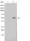 Programmed Cell Death 4 antibody, abx012062, Abbexa, Western Blot image 