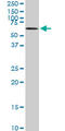 Male Germ Cell Associated Kinase antibody, LS-C197648, Lifespan Biosciences, Western Blot image 