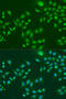 Interferon Induced Protein With Tetratricopeptide Repeats 3 antibody, 19-215, ProSci, Immunofluorescence image 