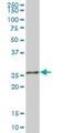 Replication Protein A4 antibody, H00029935-B01P, Novus Biologicals, Western Blot image 