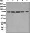 ATP Binding Cassette Subfamily G Member 2 (Junior Blood Group) antibody, ab108312, Abcam, Western Blot image 