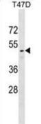 RELT TNF Receptor antibody, abx029645, Abbexa, Western Blot image 