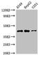 rBET1 antibody, LS-C677285, Lifespan Biosciences, Western Blot image 