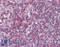 Macrophage receptor MARCO antibody, LS-B15577, Lifespan Biosciences, Immunohistochemistry paraffin image 