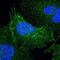 Syntaxin 4 antibody, NBP1-87374, Novus Biologicals, Immunofluorescence image 