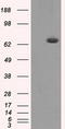 Histone deacetylase 10 antibody, LS-C114830, Lifespan Biosciences, Western Blot image 