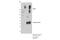 Calcium Sensing Receptor antibody, 73303S, Cell Signaling Technology, Immunoprecipitation image 