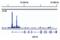 Signal Transducer And Activator Of Transcription 2 antibody, 72604S, Cell Signaling Technology, Chromatin Immunoprecipitation image 