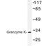 Granzyme K antibody, LS-C176975, Lifespan Biosciences, Western Blot image 