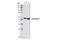 Calreticulin antibody, 2891S, Cell Signaling Technology, Western Blot image 