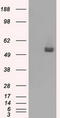 CD36 Molecule antibody, LS-C114992, Lifespan Biosciences, Western Blot image 