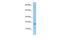 Gastrokine 2 antibody, PA5-45701, Invitrogen Antibodies, Western Blot image 