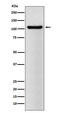 Bromodomain Containing 2 antibody, M02412-1, Boster Biological Technology, Western Blot image 