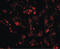 CUE Domain Containing 1 antibody, LS-C82861, Lifespan Biosciences, Immunofluorescence image 