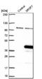 Serine And Arginine Rich Splicing Factor 7 antibody, NBP1-92382, Novus Biologicals, Western Blot image 