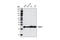 RAB11A, Member RAS Oncogene Family antibody, 5589P, Cell Signaling Technology, Western Blot image 