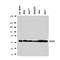 Gap Junction Protein Alpha 4 antibody, orb138003, Biorbyt, Western Blot image 