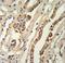 Geminin DNA Replication Inhibitor antibody, LS-C166536, Lifespan Biosciences, Immunohistochemistry frozen image 