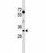 Lactate Dehydrogenase A antibody, F43050-0.4ML, NSJ Bioreagents, Western Blot image 