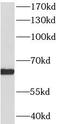 Histone Deacetylase 1 antibody, FNab03793, FineTest, Western Blot image 