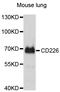 CD226 Molecule antibody, abx125631, Abbexa, Western Blot image 