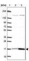 CutA Divalent Cation Tolerance Homolog antibody, NBP2-39025, Novus Biologicals, Western Blot image 