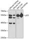 p53 antibody, 19-867, ProSci, Western Blot image 