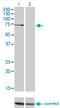 Protein Kinase C Zeta antibody, LS-C197992, Lifespan Biosciences, Western Blot image 