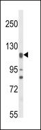 Nitric Oxide Synthase 3 antibody, LS-C162945, Lifespan Biosciences, Western Blot image 