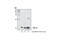 TGF beta antibody, 3709S, Cell Signaling Technology, Western Blot image 