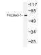 Frizzled Class Receptor 1 antibody, AP01203PU-N, Origene, Western Blot image 