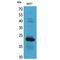 Interferon Lambda 3 antibody, LS-C387063, Lifespan Biosciences, Western Blot image 