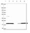 Cofilin 1 antibody, NBP2-49098, Novus Biologicals, Western Blot image 