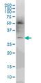 Pleckstrin Homology Domain Containing O2 antibody, MA5-24490, Invitrogen Antibodies, Western Blot image 