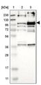 Leucine Rich Repeats And Calponin Homology Domain Containing 2 antibody, PA5-51871, Invitrogen Antibodies, Western Blot image 