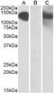 Cadherin 11 antibody, orb20641, Biorbyt, Western Blot image 