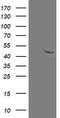 Mitochondrial Ribosomal Protein S27 antibody, LS-C175193, Lifespan Biosciences, Western Blot image 