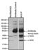  antibody, MIH9813, Invitrogen Antibodies, Immunoprecipitation image 