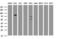 HBS1 Like Translational GTPase antibody, LS-C175410, Lifespan Biosciences, Western Blot image 
