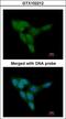 Protein Kinase D1 antibody, LS-C185473, Lifespan Biosciences, Immunocytochemistry image 