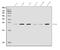 PYD And CARD Domain Containing antibody, A00362-4, Boster Biological Technology, Western Blot image 